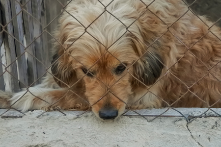 Sad dog because he wants to get out of his cageの写真素材