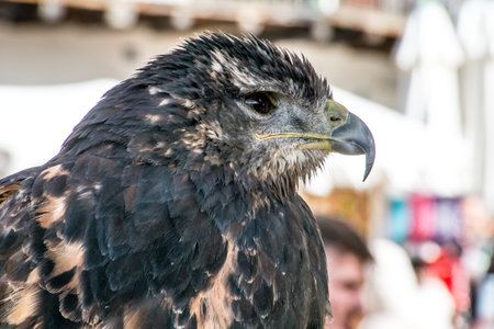 Beautiful black hawk squawking at a medieval fair