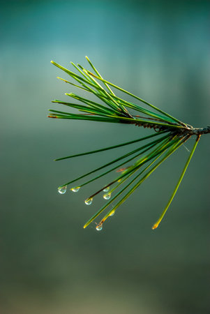 Drops of water that fall off gently from pine leaves