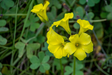 Bouquet of clover flowers springing up in the springの写真素材