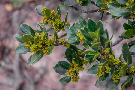 Detail of the leaves and flower of the Rhamnus alaternus or aladiernoの写真素材
