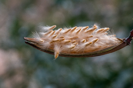 Oleander seeds about to shedの写真素材