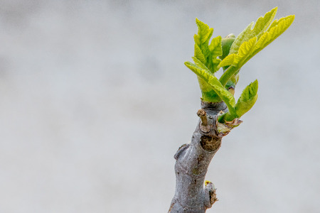 Light sprouts announce the arrival of springの写真素材