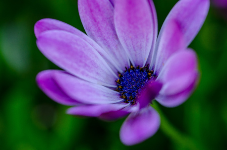 Purple dimorfoteca to decorate beautiful gardensの写真素材