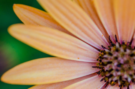 Macro of orange Dimorfoteca pretty petals