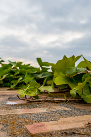 Seascape with vegetation in the foregroundの写真素材