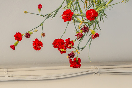 Typical decoration of whitewashed and flowered Andalusian wallsの写真素材