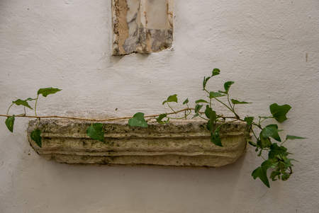 Stone with plant on white backgroundの写真素材