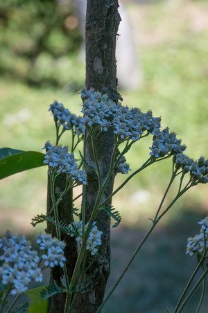 Achillea millefolium white wild flowersの写真素材