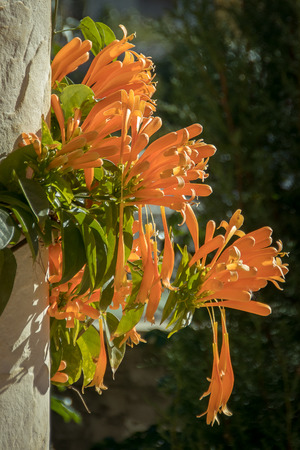 Pyrostegia venusta or Winter Bignoniaの写真素材