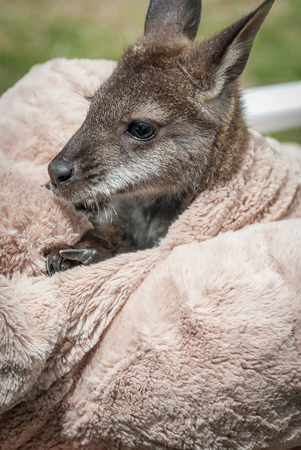 Kangaroo wrapped in a blanketの写真素材
