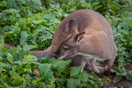 Kangaroo among green leavesの写真素材