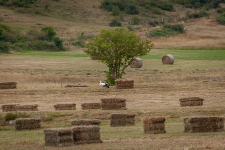 Cinderella among alpacas in the shade of a treeの写真素材