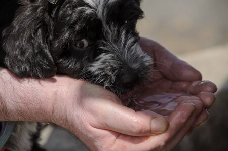 Black dog puppy drinks water from the hands of a personの写真素材