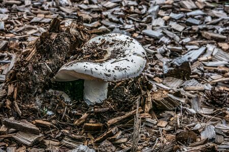 Mushroom or mushroom between wood shavingsの写真素材