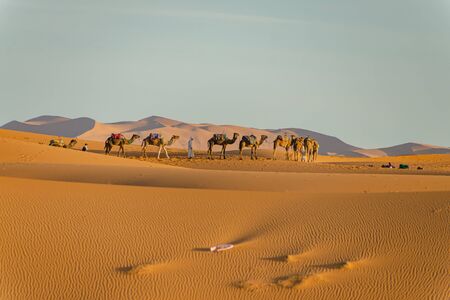 Camels in the Sahara desert in Merzouga. Moroccoの写真素材
