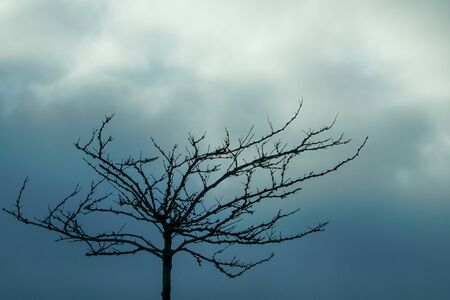 Tree without leaves with storm blue sky backgroundの写真素材
