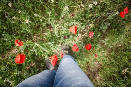 Person's legs surrounded by poppiesの写真素材