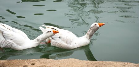 Two ducks swimming in Anna's Albufera. Valencia. Spainの写真素材