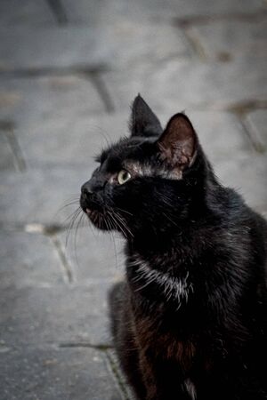 Gorgeous black cat looking in profileの写真素材