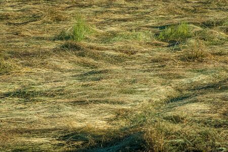 Soil photograph of the grassy fieldの写真素材
