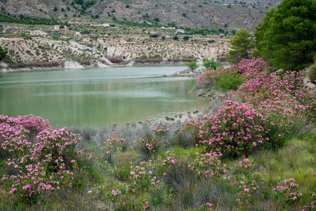 Oleanders in bloom in the Embalse del Mayes in Murcia. Spainの写真素材