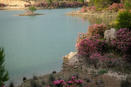 Oleanders in bloom in the Embalse del Mayes in Murcia. Spainの写真素材