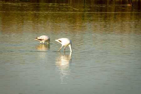 Flamingos eating in a lagoon.の写真素材