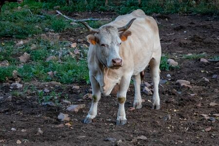 Dairy cow bred and fed in the field.の写真素材