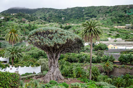 Islet in Benijo, in the Anaga Rural Park, in Santa Cruz de Tenerife. Canary Islands. Spain.の写真素材