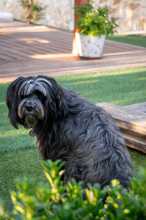 Portrait of black dog looking calm