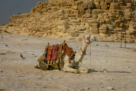 Tourist camels in the Pyramids of Egypt.の写真素材