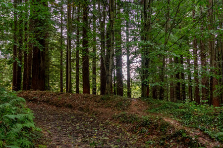 Natural Monument of the Secuoyas of Monte CabezÃ³n. Cantabria. Spain