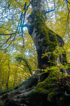Route through the Source of Urederra. Navarre. Spain.の写真素材