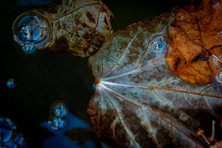 Autumn leaves in water and bubbles with reflection.