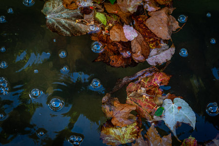 Autumn leaves in water and bubbles with reflection.の写真素材