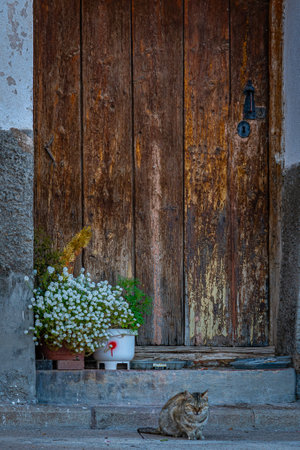 Old door with flower pot at the entranceの写真素材