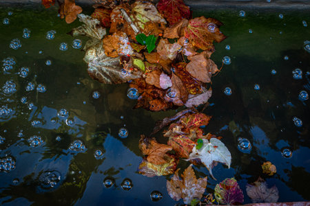 Autumn leaves in water and bubbles.の写真素材