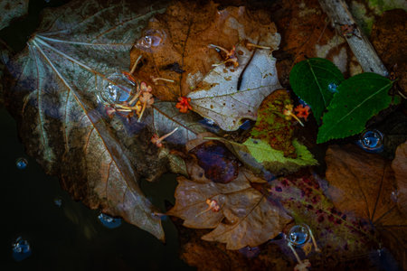 Autumn leaves in water and bubbles with reflection.の写真素材