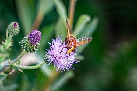 Wasp on a purple thistle flower in a meadow.の写真素材