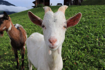 Goat in the Alps - Mountainsの写真素材