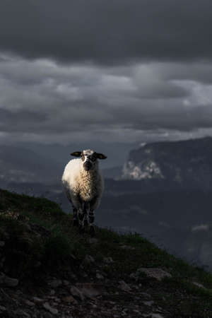 Sheep in the Dolomites - Mountainsの写真素材