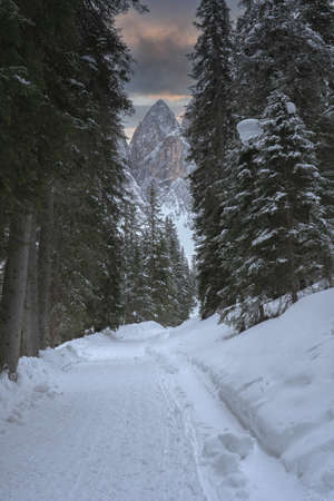 Snowy forest road in the mountains - Dolomites. South-Tirolの写真素材