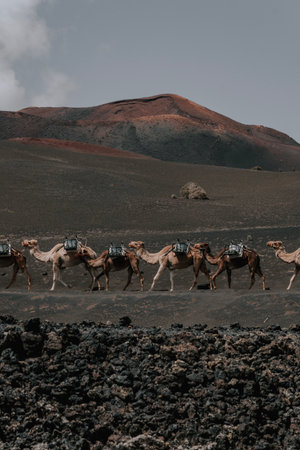 Camels in the volcanic landscape of Timanfaya - Lanzarote 2の写真素材