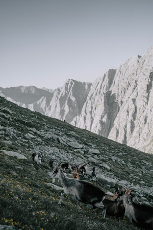 Chamois below the Ifinger in the Meran 2000 hiking area in the Sarntal Alps. 2の写真素材