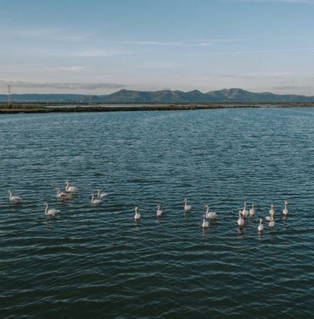Flamingos in the salt fields of Sant'Antioco in Sardinia. FlamingoÂ´s on a lake at sunset with hills in the background. 1の写真素材