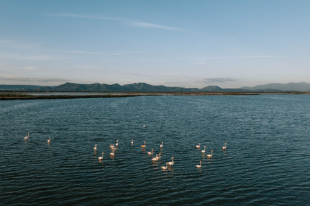 Flamingos in the salt fields of Sant'Antioco in Sardinia. FlamingoÂ´s on a lake at sunset with hills in the background. 4の写真素材