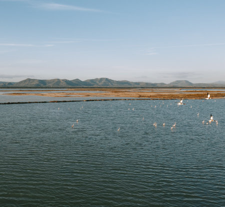 Flamingos in the salt fields of Sant'Antioco in Sardinia. FlamingoÂ´s on a lake at sunset with hills in the background.の写真素材