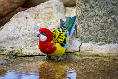 Eastern rosella. Australian parrot drinking at waters edge.
