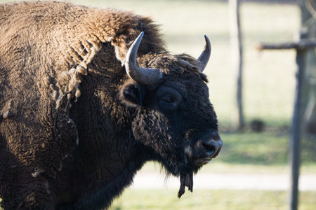 close up picture of a wild buffalo with big hornsの写真素材